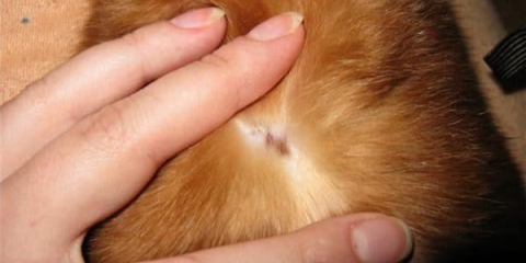 Gljiva lišajeva kod zeca ili lišajeva - kako liječiti ovu bolest